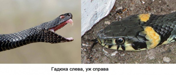 Как с первого взгляда понять, уж или ядовитая гадюка перед вами, на что нужно смотреть