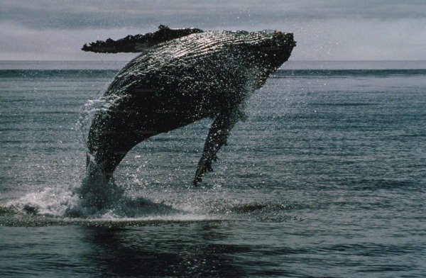 Bitcoin Whale нарушает молчание с переводом на 26 миллионов долларов &ndash; что происходит?
