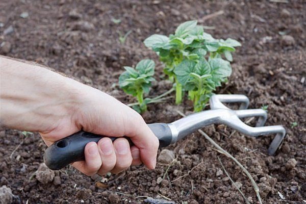 6 этапов борьбы с проволочником, уничтожающим картофель