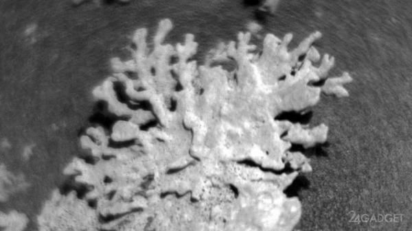Марсоход NASA Curiosity нашёл на Марсе &laquo;коралл&raquo; возрастом в несколько миллиардов лет (2 фото)