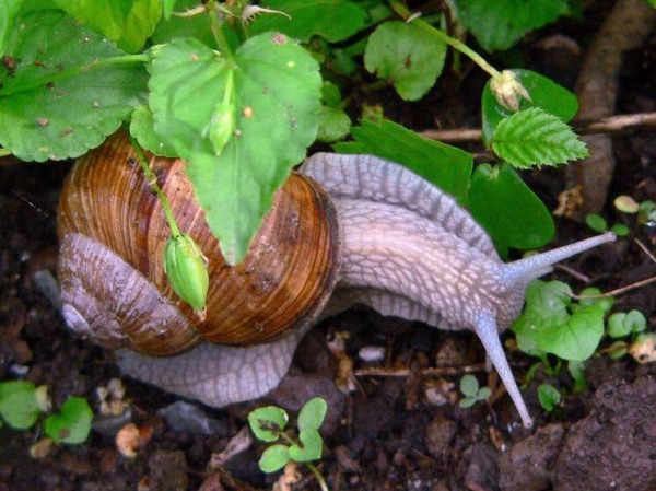 &laquo;Прорыв в медицине&raquo;: ученые обнаружили способных регенерировать глаза существ