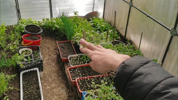 Какие культуры сажают в декабре для раннего и богатого урожая, согласно посевному календарю