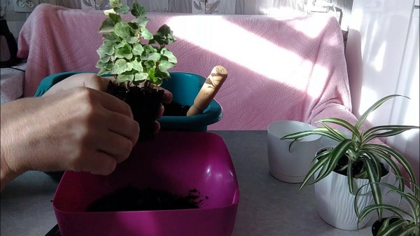 Растение пойдет в рост: когда сажать и пересаживать цветы по лунному календарю в 2026 году Растение пойдет в рост: когда сажать и пересаживать цветы по лунному календарю в 2026 году