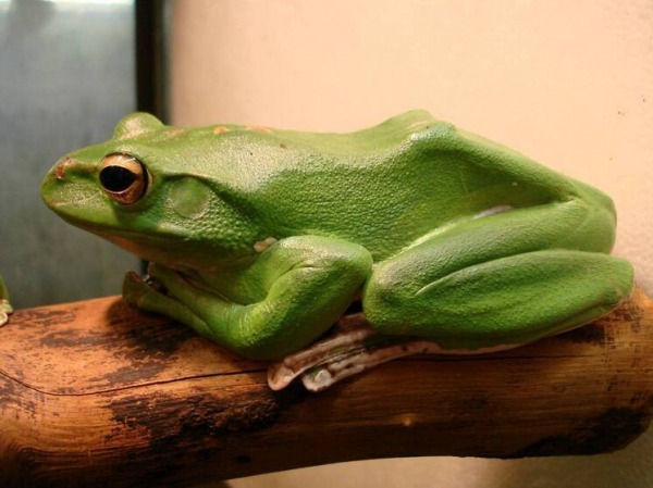 "Лягушачий" ген способствовал заживлению ран мышей