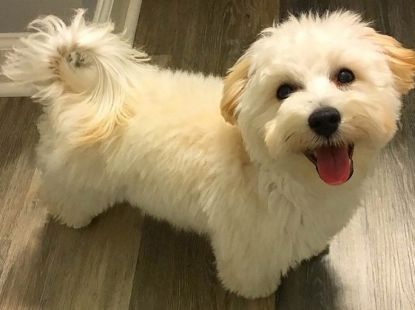 «Обманом всучили шесть больных собак»: любители животных пытаются разоблачить торговцев мальтипу