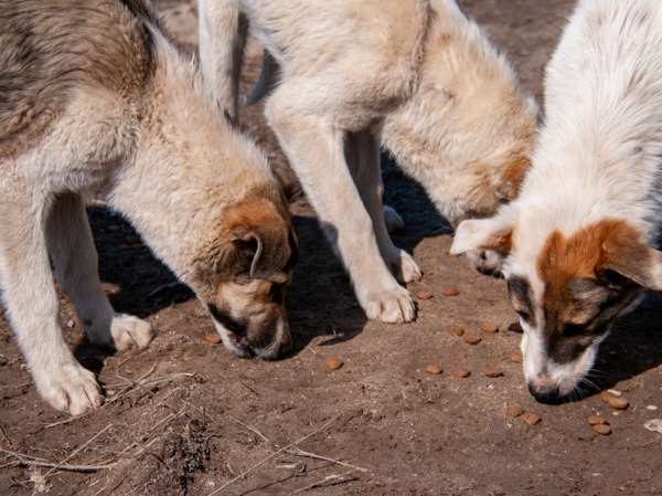Рэпер оставил пенсионерку с 10 агрессивными собаками: загрызли насмерть
