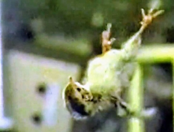 Иран просил «Мир» у России: 25 лет со дня затопления советской космической станции