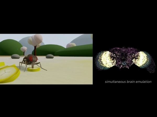 Разум клонирован: мозг мертвой мухи заставили управлять виртуальным насекомым