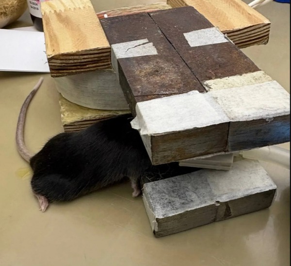 Болезнь Паркинсона будут лечить каплями в нос: ученые научились стимулировать нейроны мозга без операции