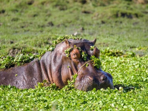 Решено «отбраковать» десятки гиппопотамов из зоопарка известного преступника
