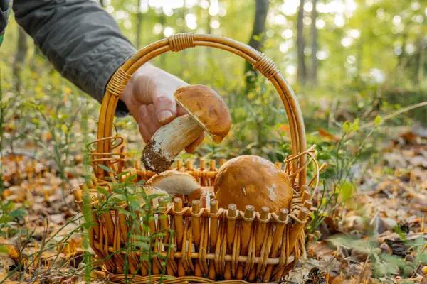 Почему старые крупные грибы лучше оставить в лесу: важные причины